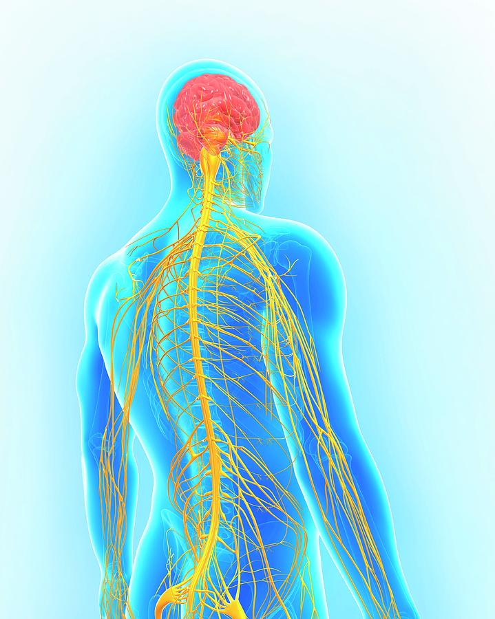 Male Nervous System Photograph By Pixologicstudioscience Photo Library