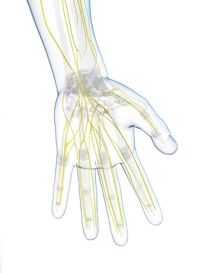 Male Nervous System #12 Photograph by Sciepro/science Photo Library ...