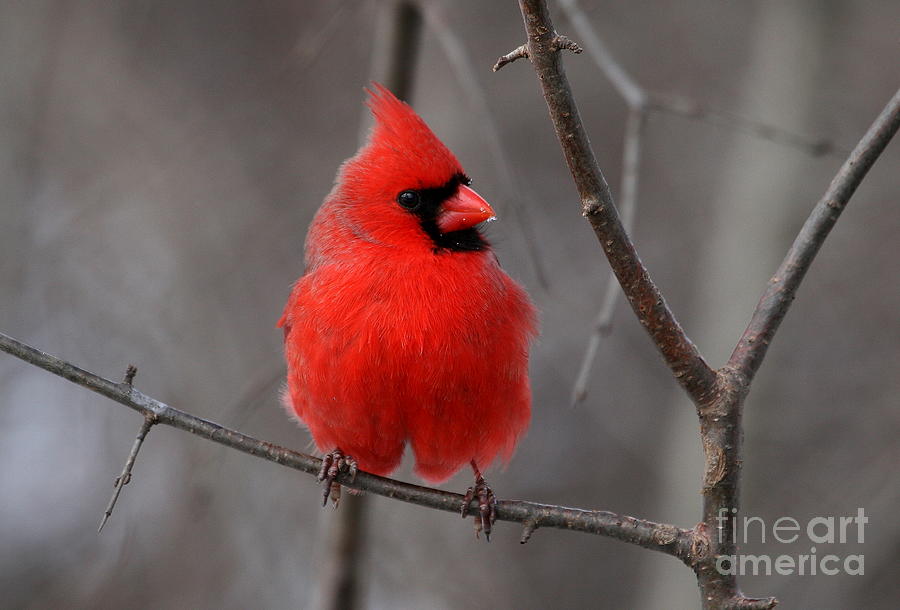 Cardinal Photograph - Male Northern Cardinal #12 by Ken Keener
