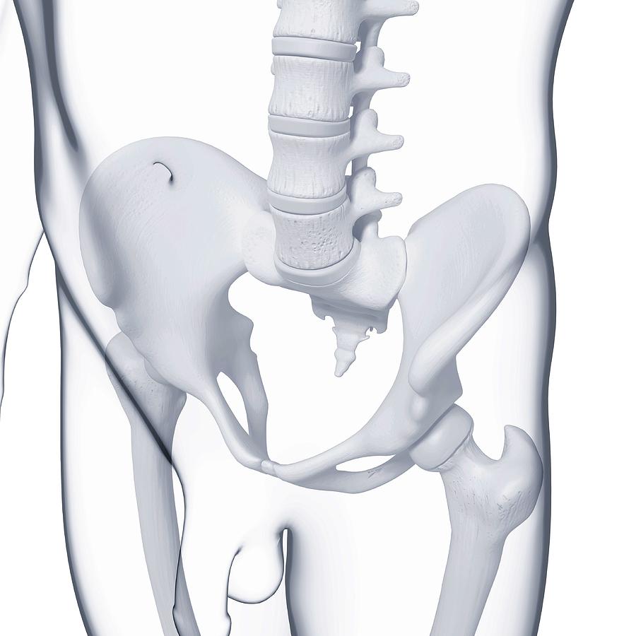 Male Pelvic Bones Photograph by Pixologicstudio/science Photo Library ...