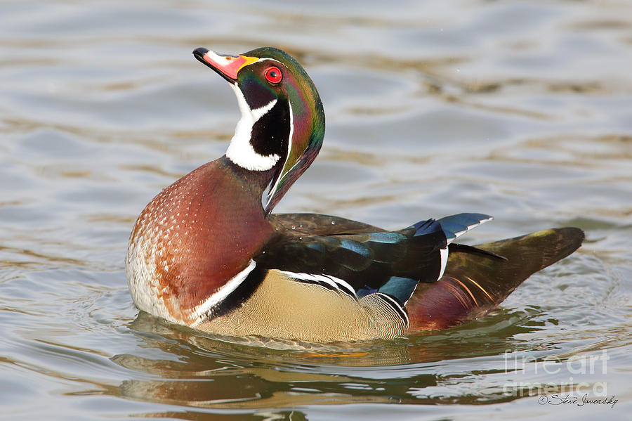 Male Wood Duck #12 Photograph by Steve Javorsky