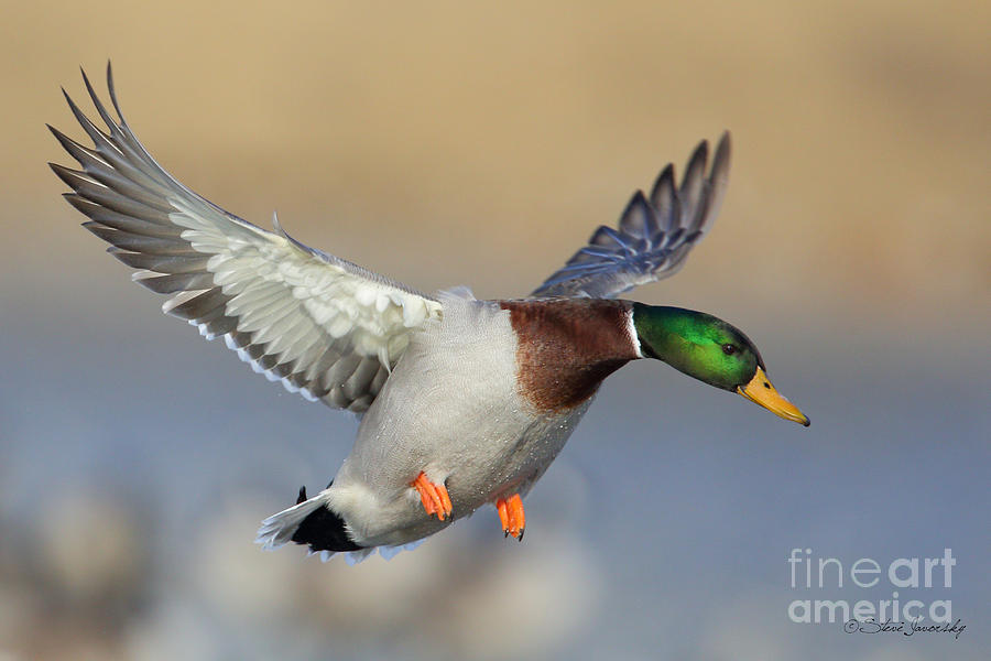 Mallard Duck #12 Photograph by Steve Javorsky