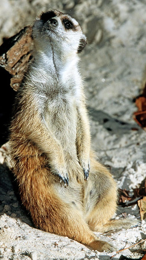 Meerkat #12 Photograph by Millard H. Sharp