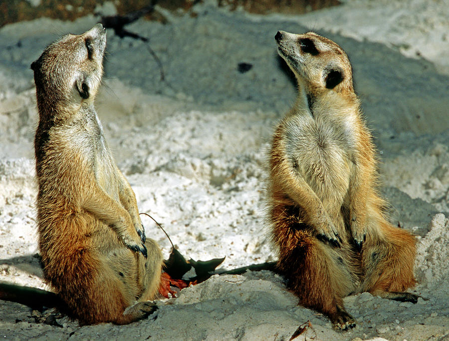 Meerkats #12 Photograph by Millard H. Sharp