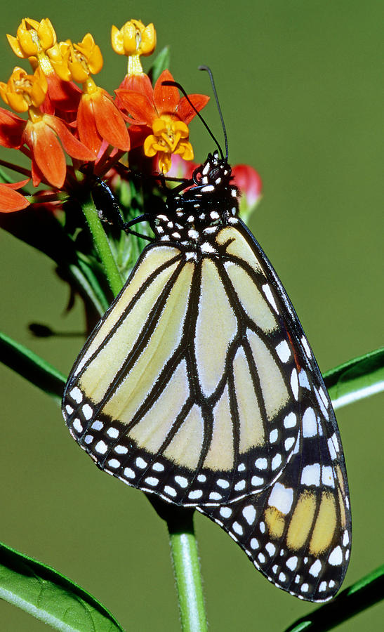 Monarch Butterfly #12 Photograph by Millard Sharp