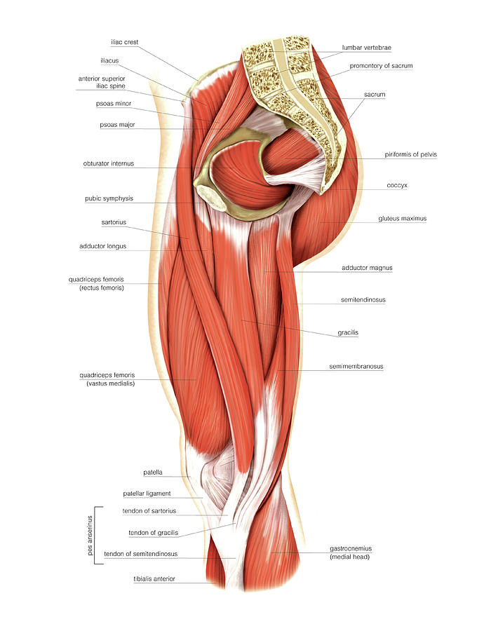Muscle Labeled Leg