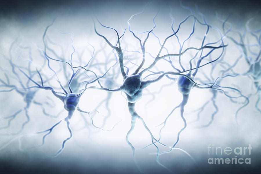 Neurons #12 Photograph by Science Picture Co