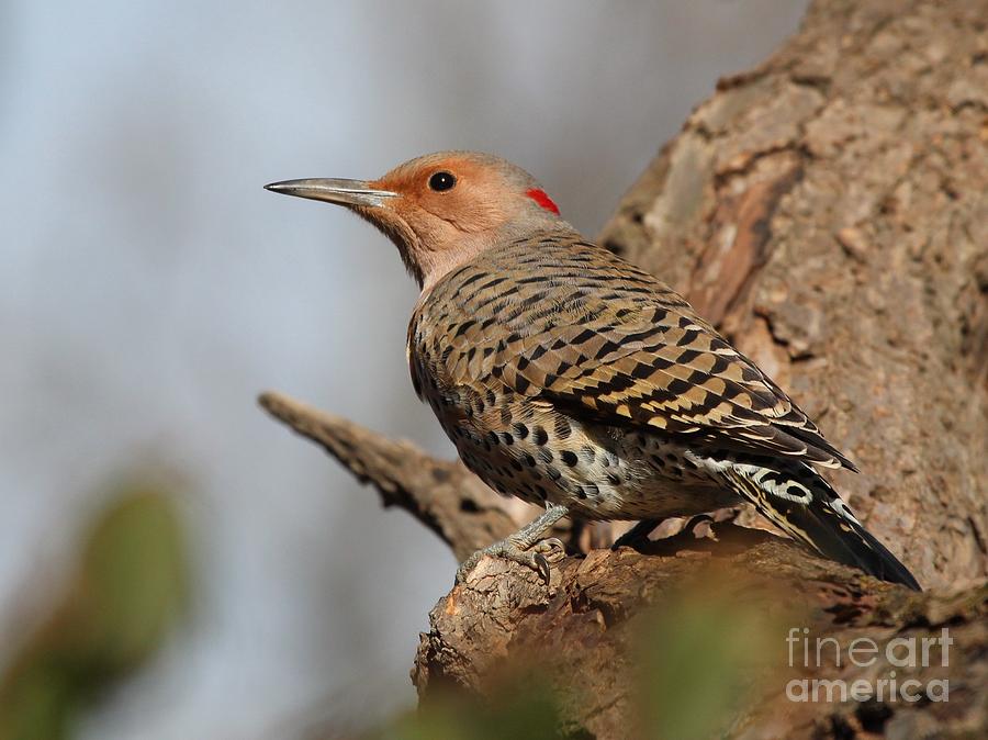 Northern Flicker Yellow-shafted #12 Photograph by Jack R Brock