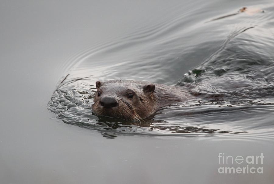 Northern River Otter #12 Photograph by Jack R Brock