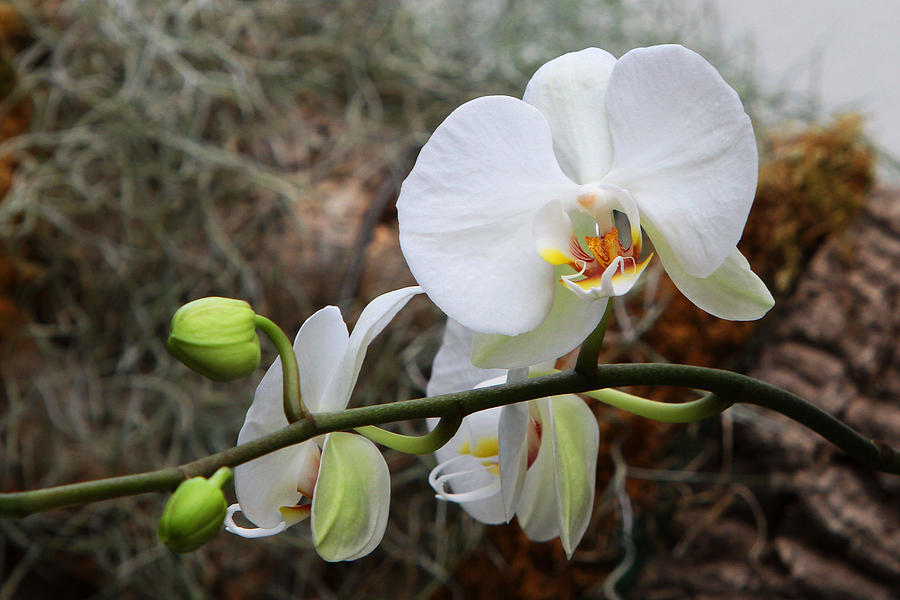 Orchids #12 Photograph by John Freidenberg
