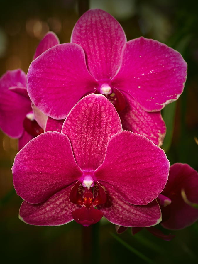 Orchids #3 Photograph by Jouko Lehto
