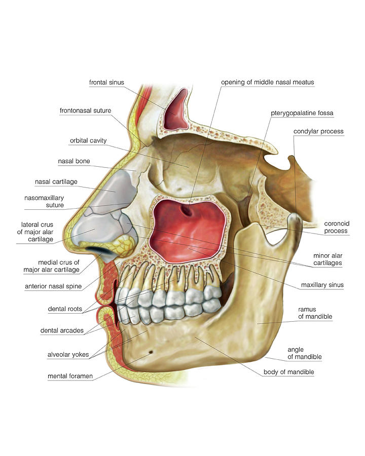 Paranasal Sinuses 12 By Asklepios Medical Atlas 0528