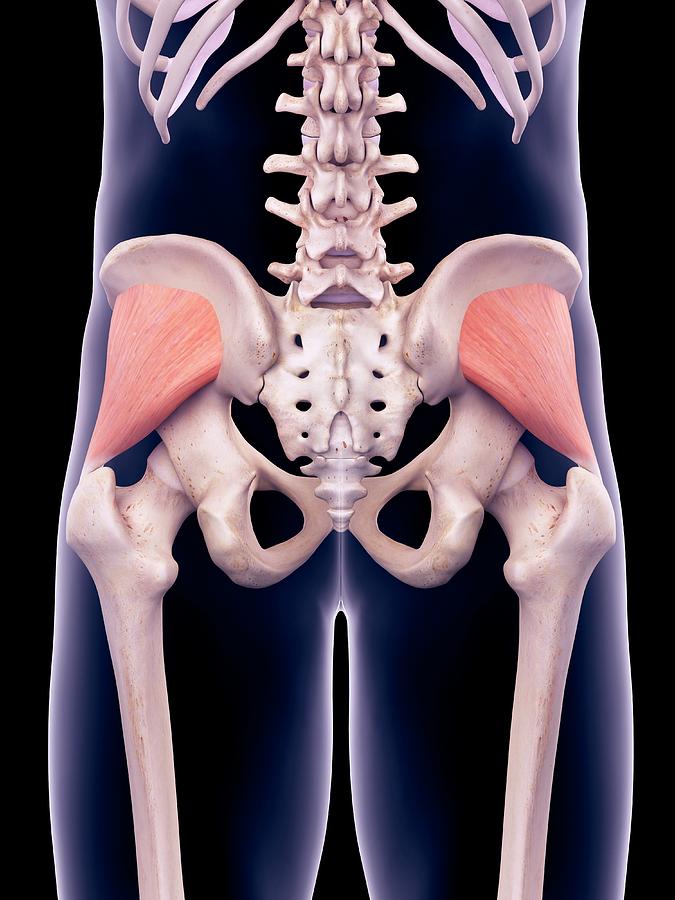 Pelvis Muscles Photograph by Sebastian Kaulitzki/science Photo Library ...