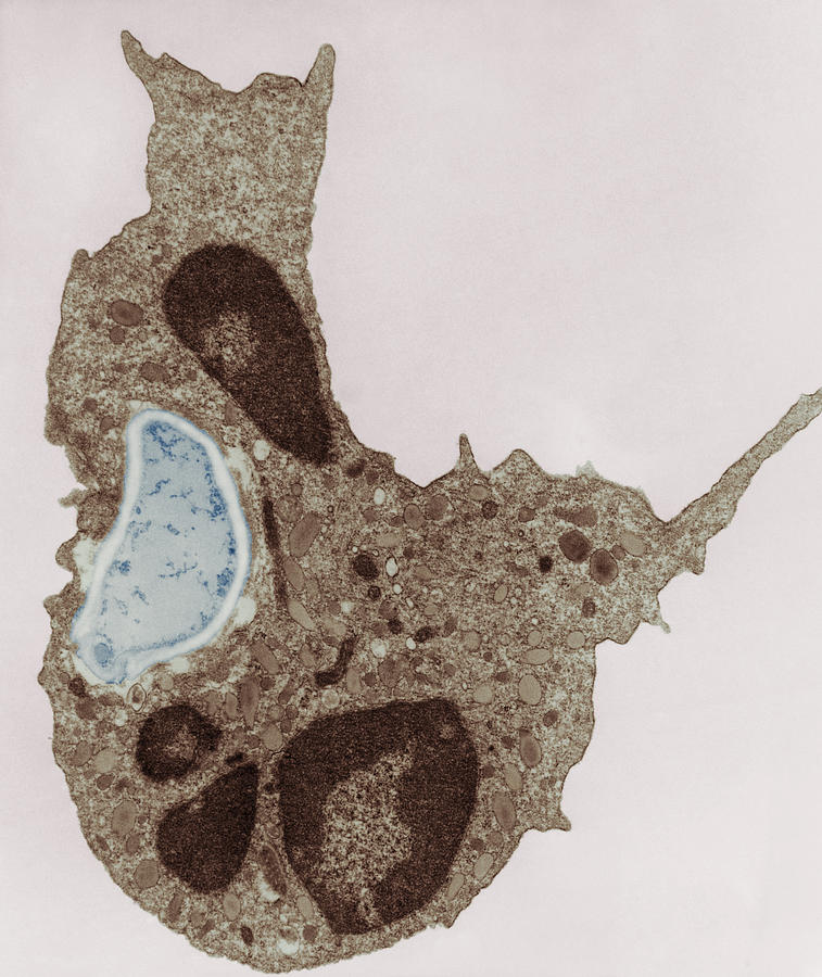 Phagocytosis #12 Photograph by Joseph F. Gennaro Jr.