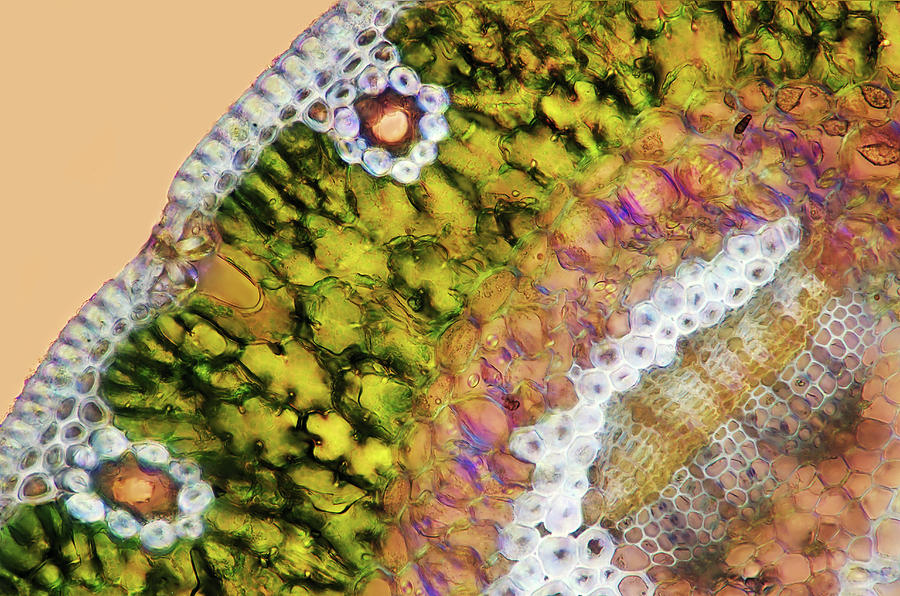 Pine Needle #12 by Science Photo Library