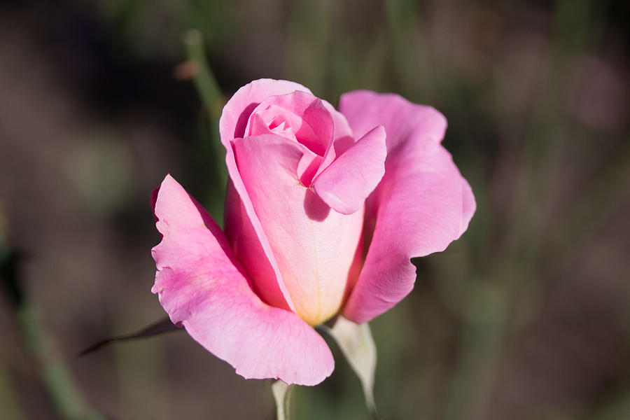 Pink rose #12 Photograph by Susan Jensen
