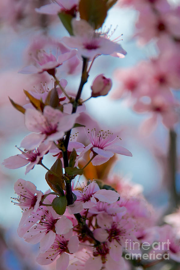 Plum Tree Flowers #12 Photograph by Mark Dodd