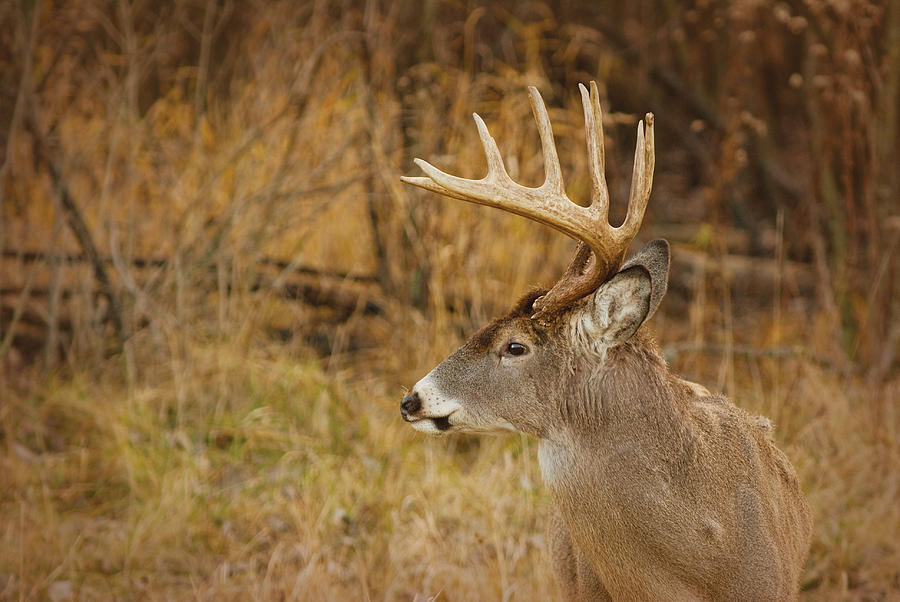 12 point White-tail Photograph by Larry Bohlin