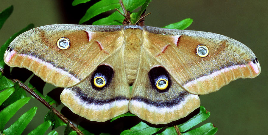 Polyphemus Moth #12 Photograph by Millard H. Sharp