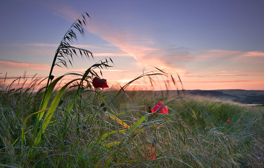 Poppy Photograph - Poppy field landscape in English countryside in Summer #12 by Matthew Gibson