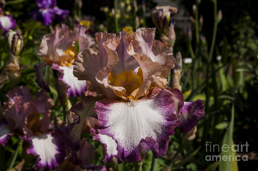 Salem Photograph - Purple Iris #12 by M J