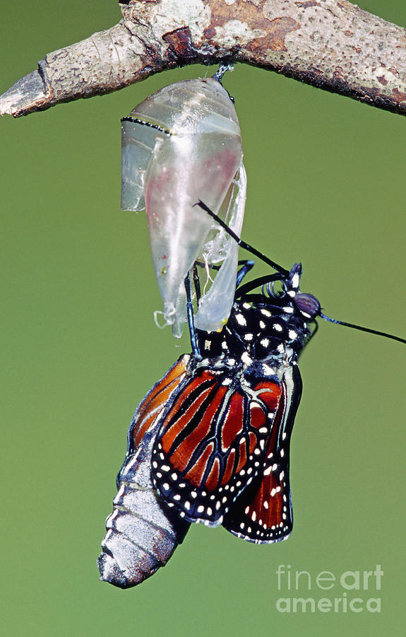 Butterfly Photograph - Queen Butterfly #12 by Millard H. Sharp