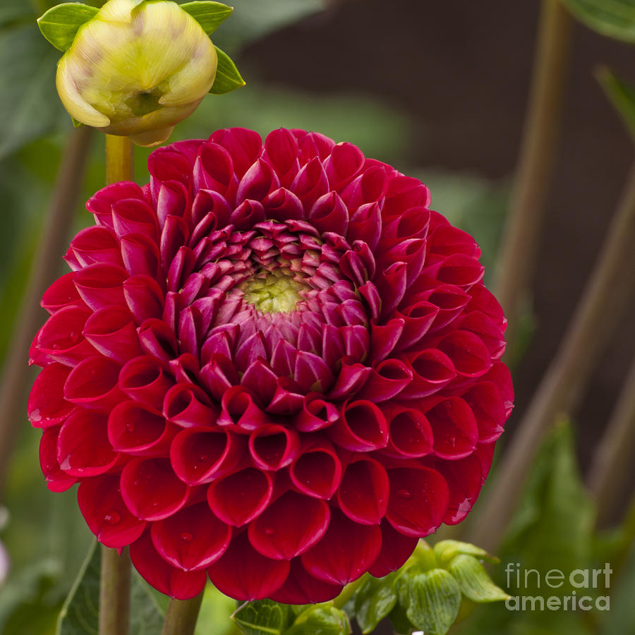 Flowers Still Life Photograph - Red Dahlia #12 by M J