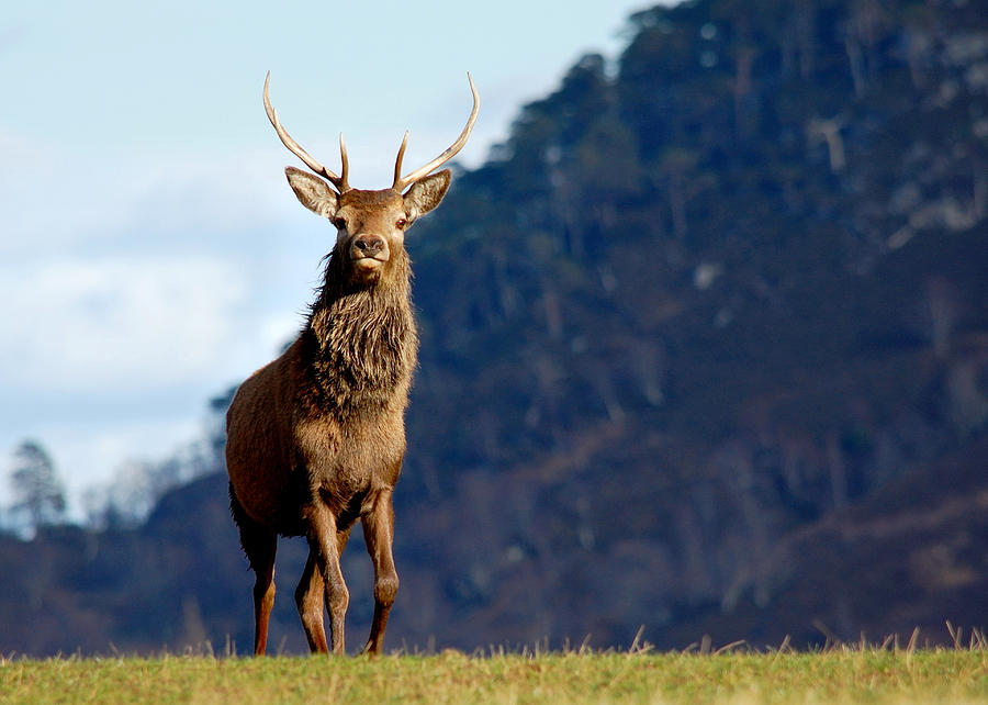 Red deer stag #12 Photograph by Gavin Macrae