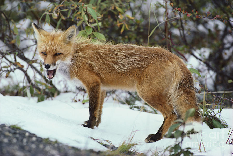 Red Fox Vulpes Vulpes #12 Photograph by Art Wolfe