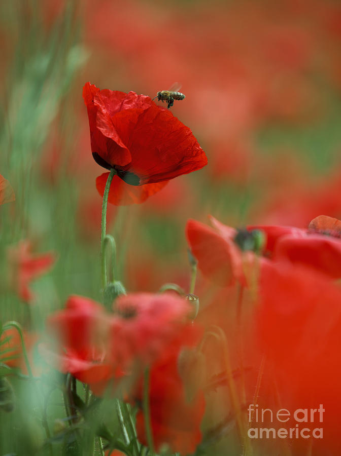Red Poppy Flowers Photograph