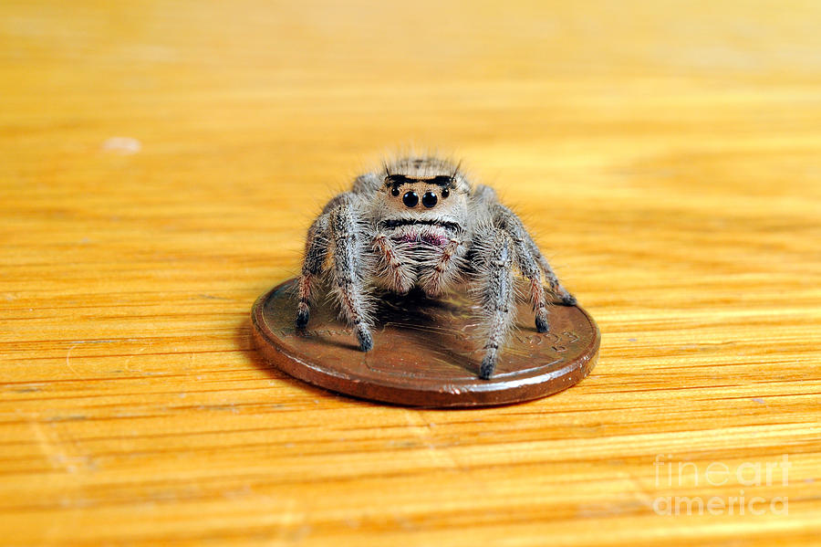 Regal Jumping Spider #12 Photograph by Scott Linstead