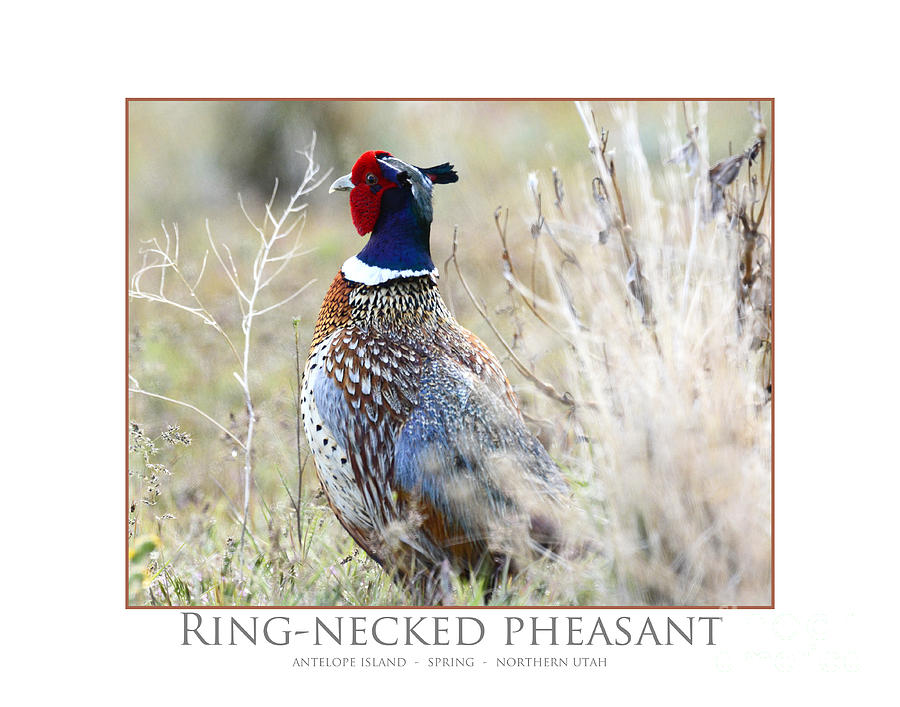 Ring-necked Pheasant #12 Photograph by Dennis Hammer