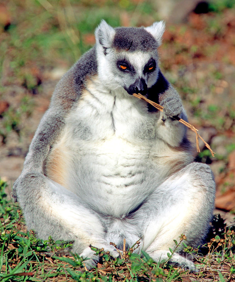 Nature Photograph - Ring Tailed Lemur #12 by Millard H. Sharp