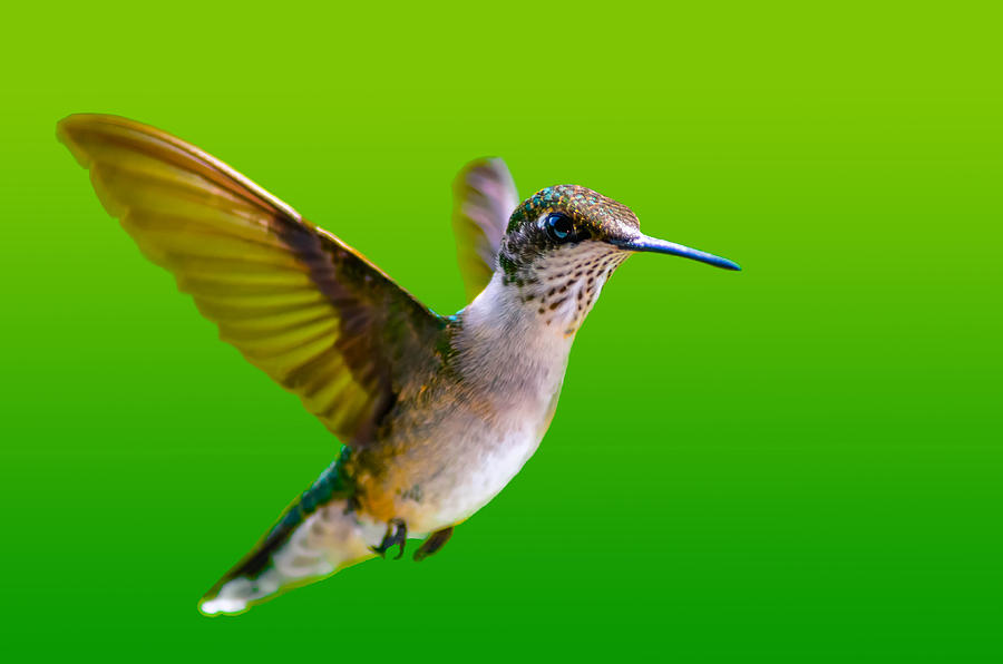 Feather Photograph - Ruby Throated Hummingbird #12 by Brian Stevens