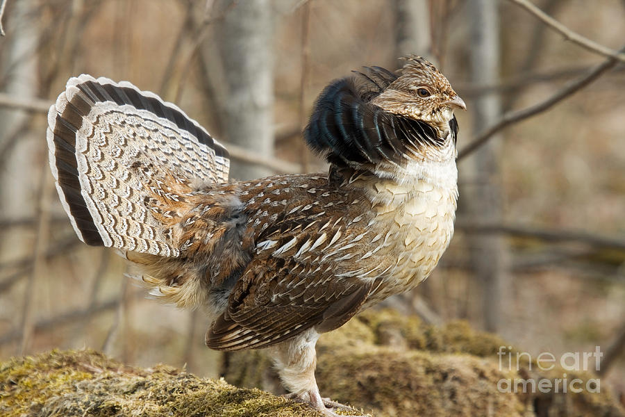Ruffed Grouse Courtship Display #12 Photograph by Linda Freshwaters Arndt
