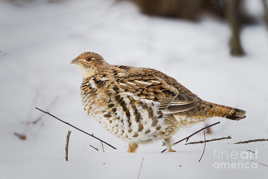 Ruffed Grouse #12 Photograph by Ronald Lutz