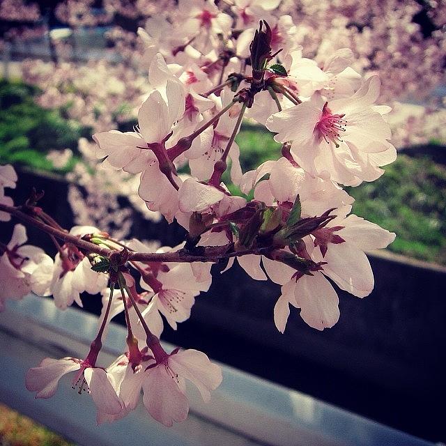Nature Photograph - #sakura #cherry #blossoms #12 by Yukiko Nobeno
