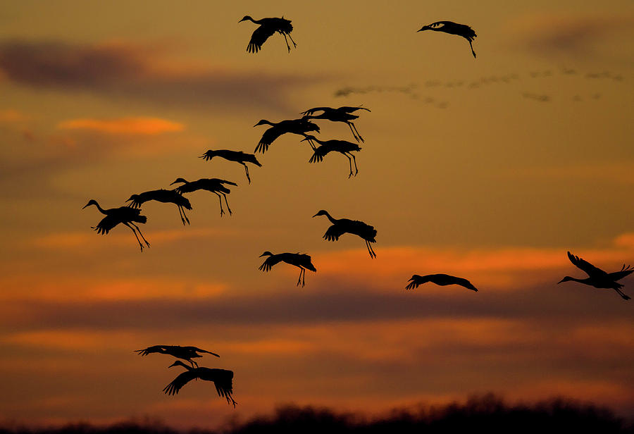 Sandhill Migration Photograph by Jeffrey Phelps - Fine Art America