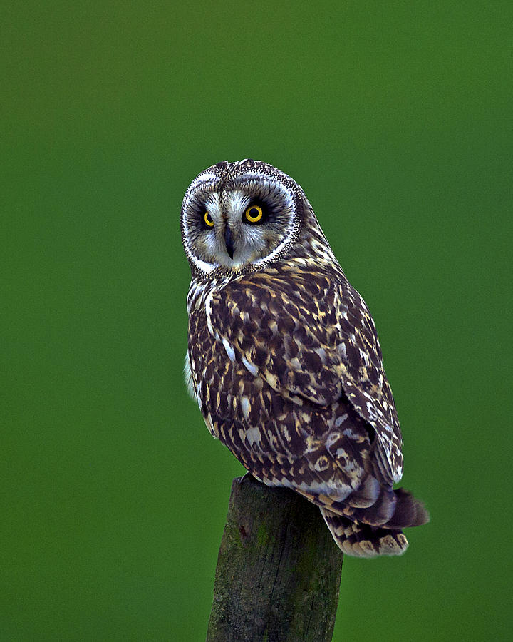 Short Eared Owl #12 Photograph by Paul Scoullar