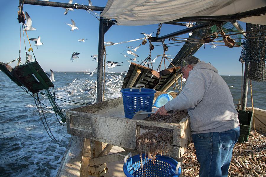 Shrimp Fishing #12 Photograph by Science Photo Library Shrimp Fishing #12 Photograph by Science Photo Library