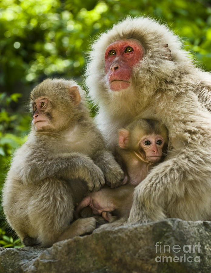 Animal Photograph - Snow Monkeys, Japan #12 by John Shaw