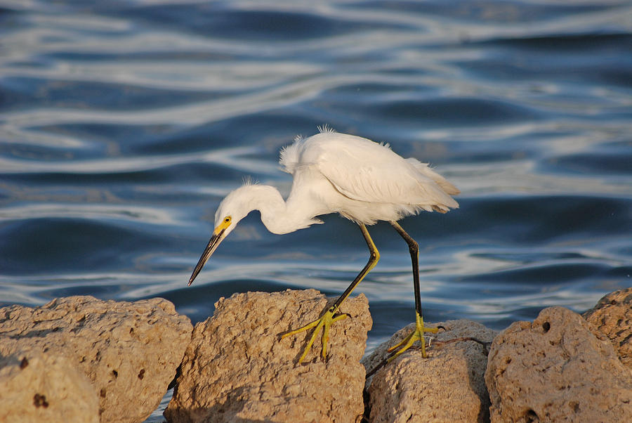 12- Snowy Egret Photograph by Joseph Keane