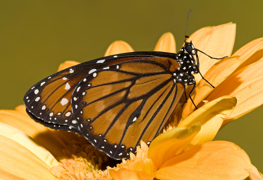 Soldier Butterfly Danaus Eresimus #12 Photograph by Millard H. Sharp