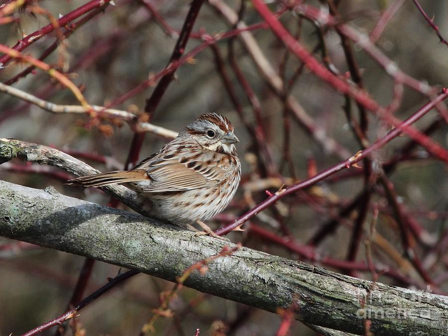 Song Sparrow #12 Photograph by Jack R Brock