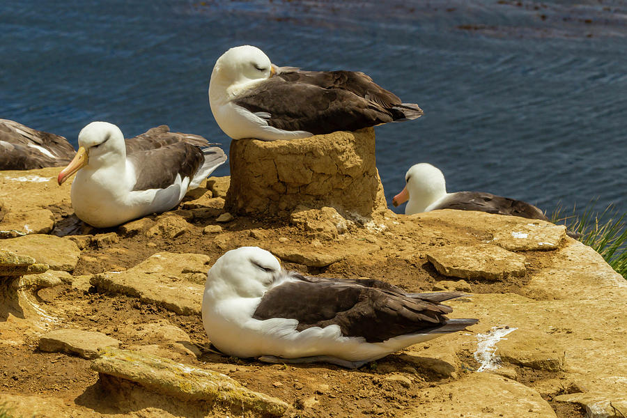 Albatross Photograph - South America, Falkland Islands #12 by Jaynes Gallery