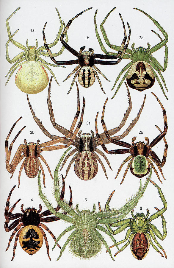 Spiders Of Britain And Northern Europe Photograph by Natural History ...