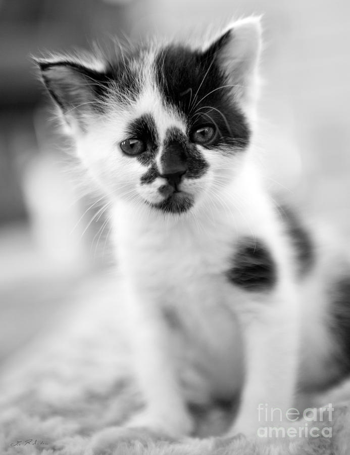 Spotted Black And White Kitten Photograph