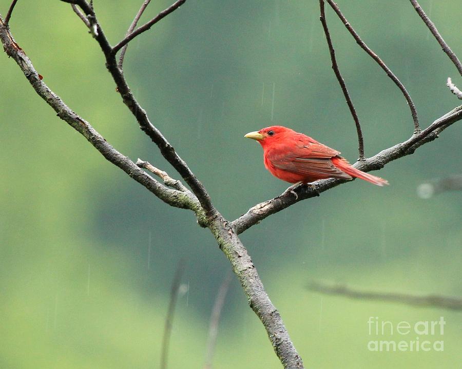Summer Tanager #12 Photograph by Jack R Brock