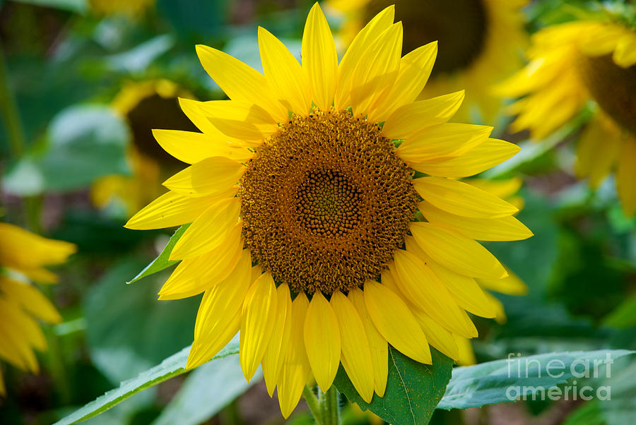 Sunflower #12 Photograph by Mark Dodd