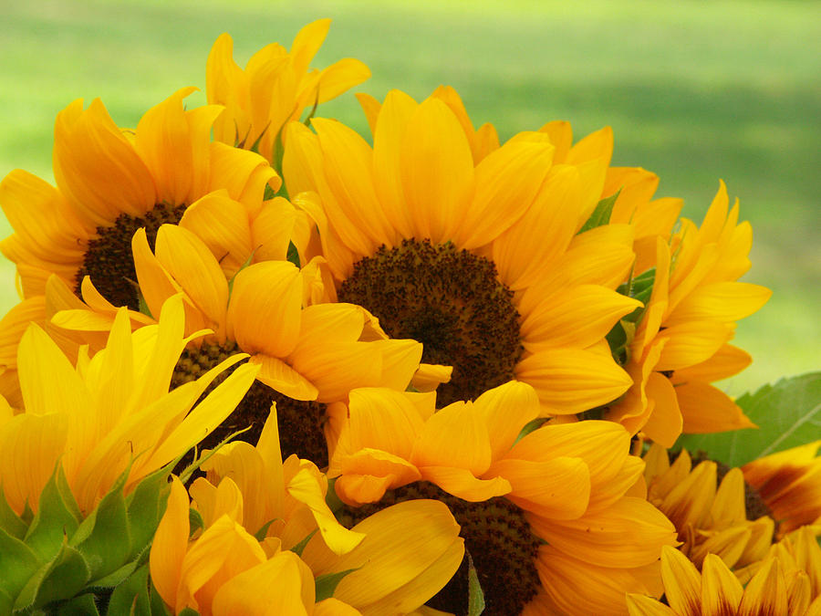 Sunflowers #12 Photograph by Bonnie Sue Rauch